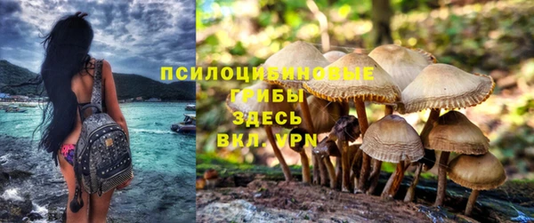прущие грибы Бронницы